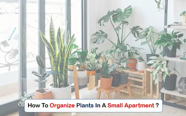 small apartment plants